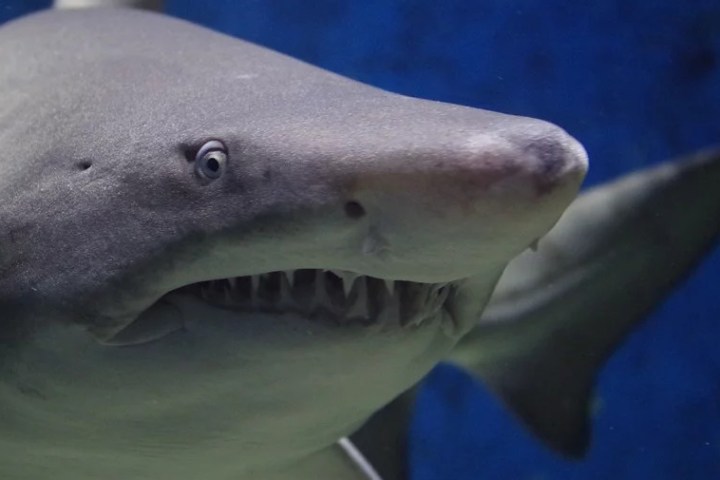 a close up of a fish