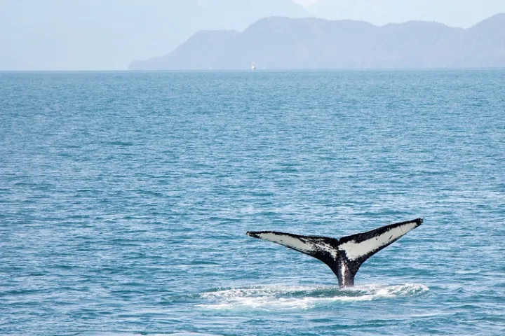 a whale swimming in a body of water