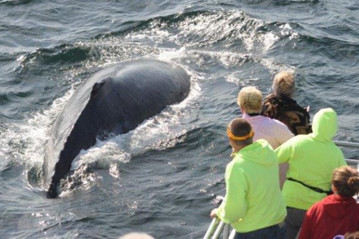 a group of people swimming in a body of water