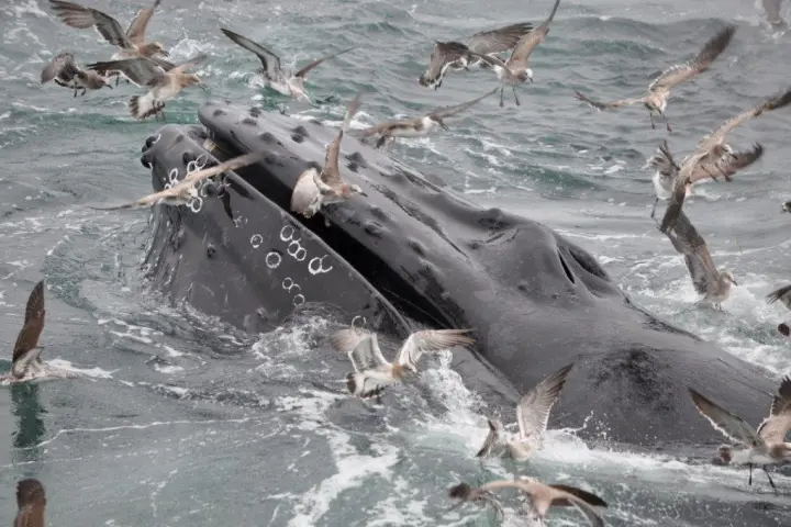 a flock of seagulls are swimming in a body of water
