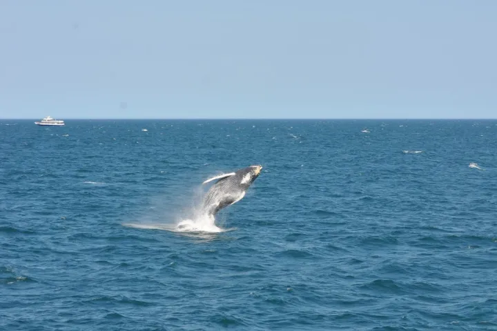 a whale jumping out of a body of water