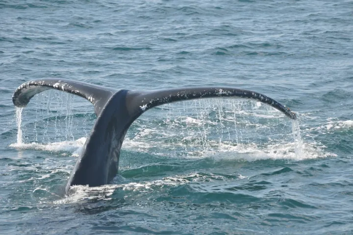 a whale jumping out of the water
