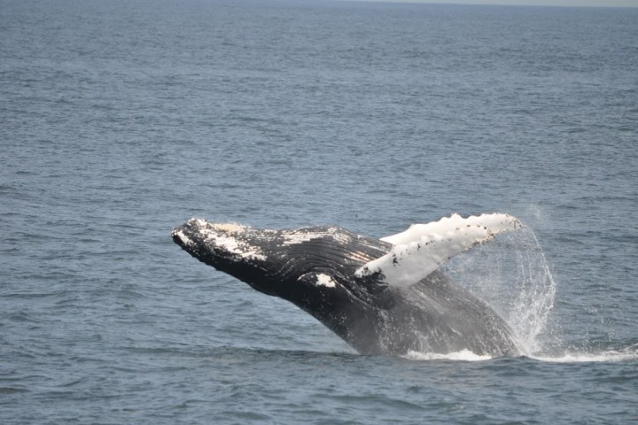 a whale jumping out of the water